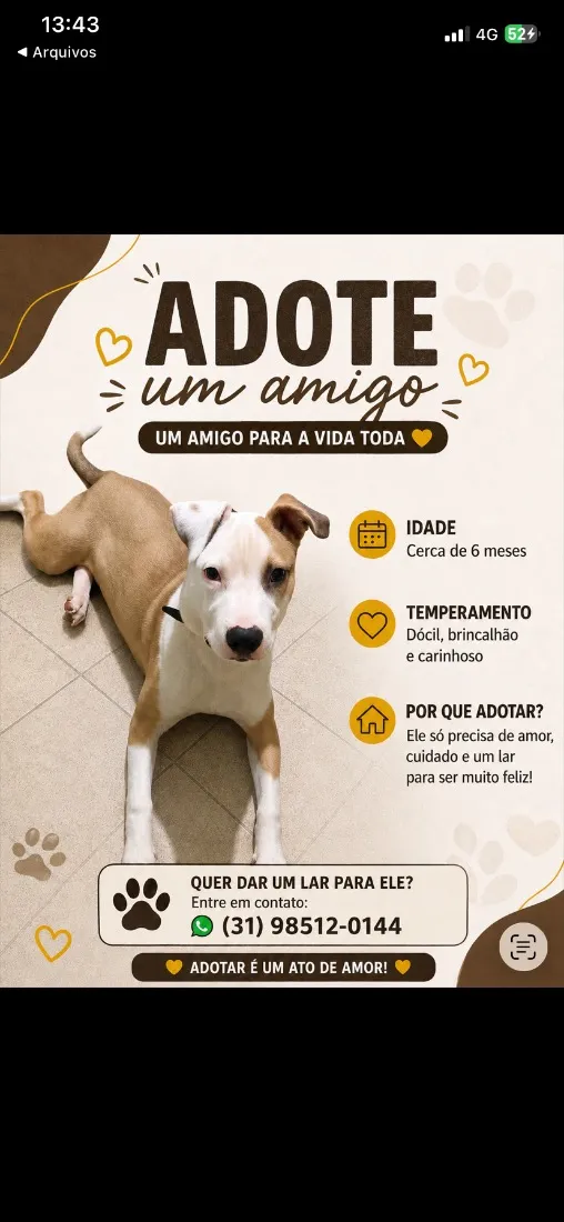 Cachorro raça SRD-ViraLata idade 2 a 6 meses nome Luffy