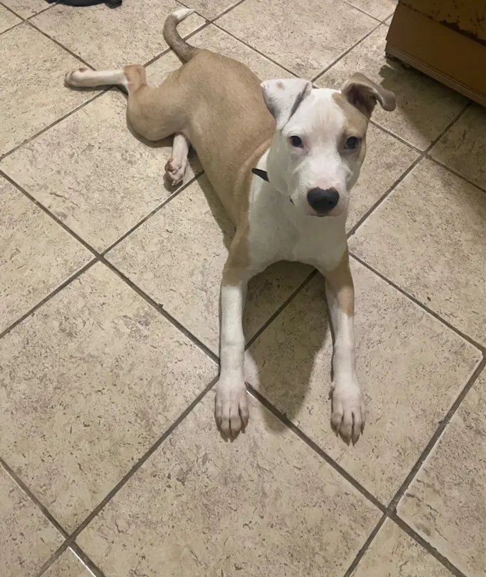 Cachorro raça SRD-ViraLata idade 2 a 6 meses nome Luffy