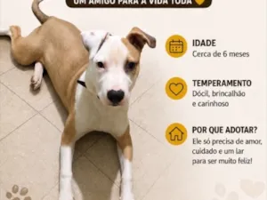 Cachorro raça SRD-ViraLata idade 2 a 6 meses nome Luffy