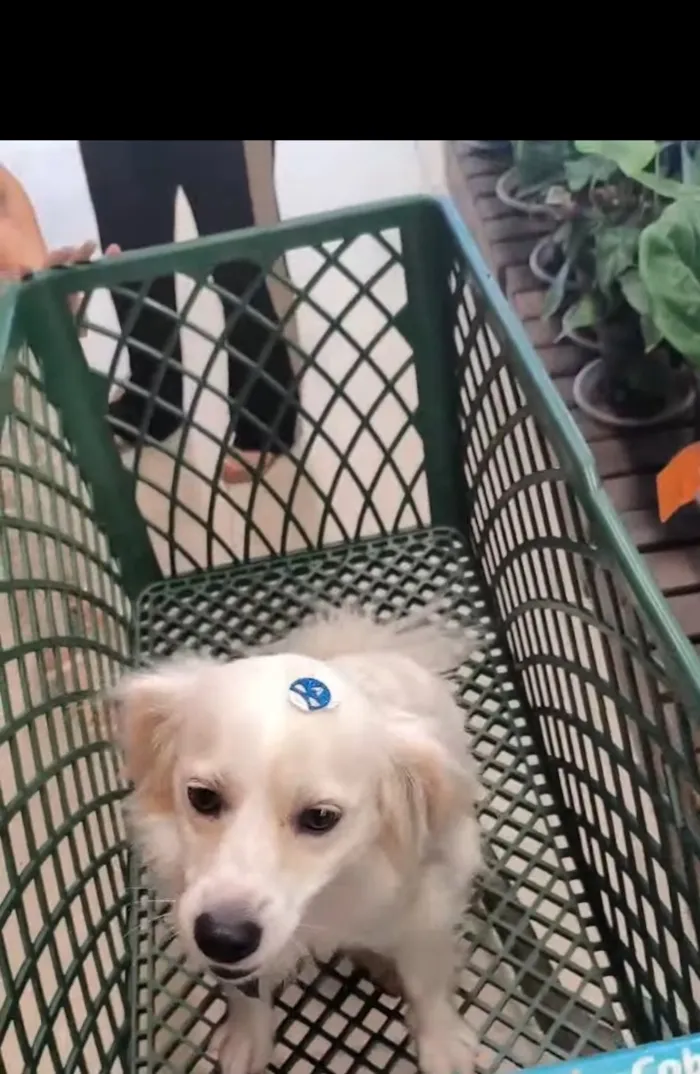 Cachorro raça SRD-ViraLata idade 7 a 11 meses nome Léo 