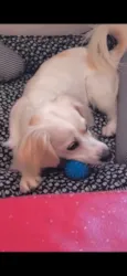 Léo 
