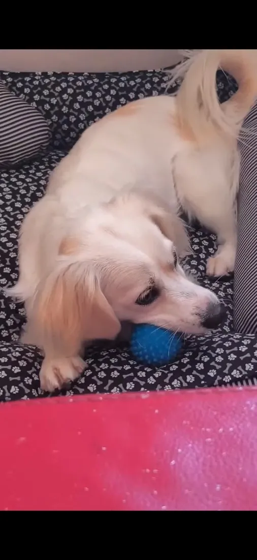 Cachorro raça SRD-ViraLata idade 7 a 11 meses nome Léo 