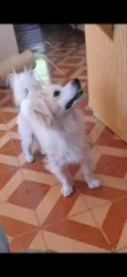 Léo 
