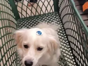 Cachorro raça SRD-ViraLata idade 7 a 11 meses nome Léo 
