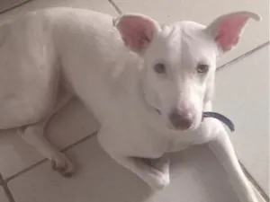 Cachorro raça SRD-ViraLata idade 1 ano nome Megg