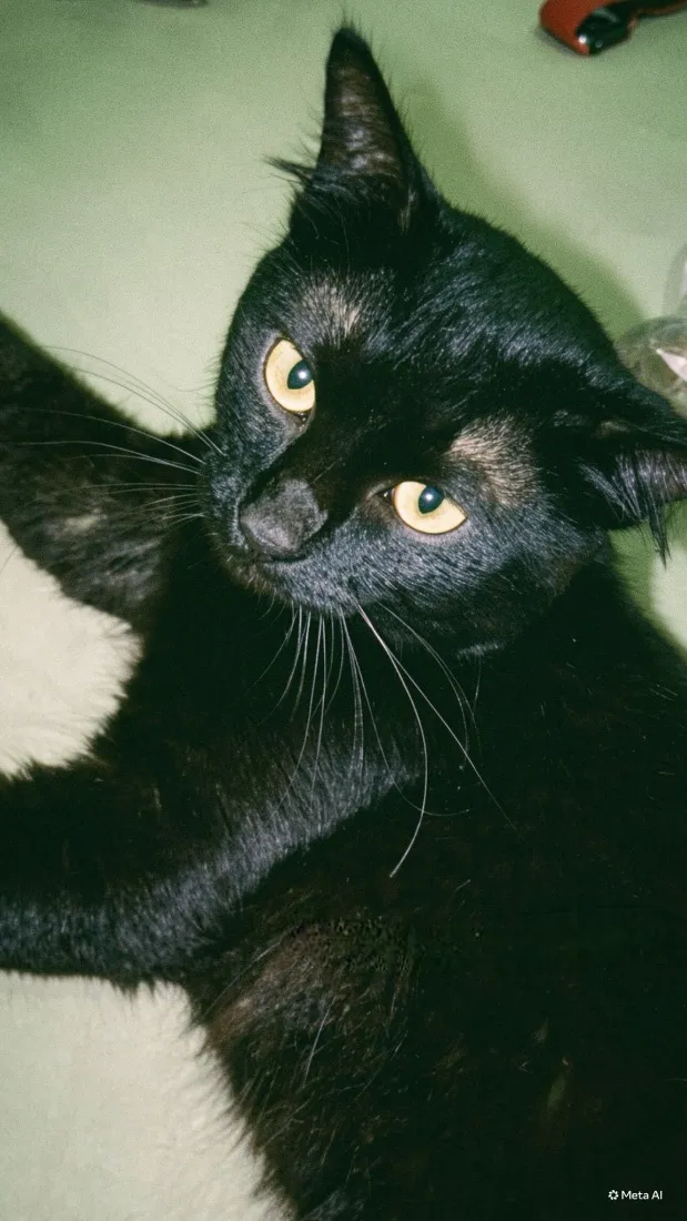Gato raça SRD-ViraLata idade 1 ano nome Freddy