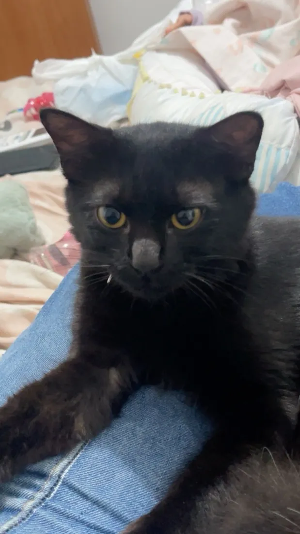 Gato raça SRD-ViraLata idade 1 ano nome Freddy