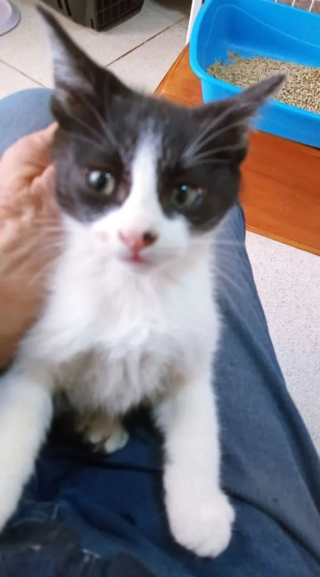 Gato raça SRD-ViraLata idade 2 a 6 meses nome DARIO FRAJOLA