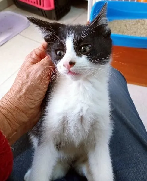 Gato raça SRD-ViraLata idade 2 a 6 meses nome DARIO FRAJOLA