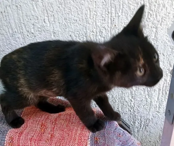 Gato raça SRD-ViraLata idade 2 a 6 meses nome ARI BLACK