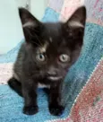 ARI BLACK
