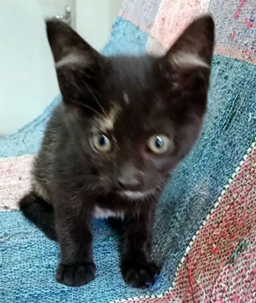 Gato raça SRD-ViraLata idade 2 a 6 meses nome ARI BLACK