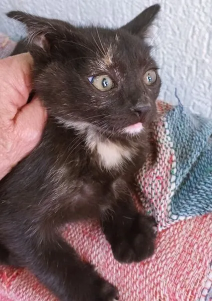 Gato raça SRD-ViraLata idade 2 a 6 meses nome ARI BLACK