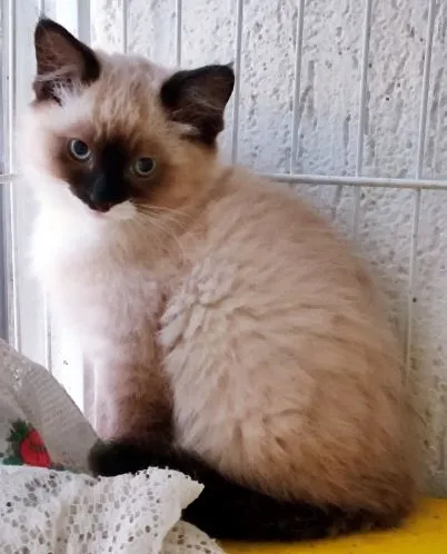 Gato raça SRD-ViraLata idade 2 a 6 meses nome KEYLA MIX
