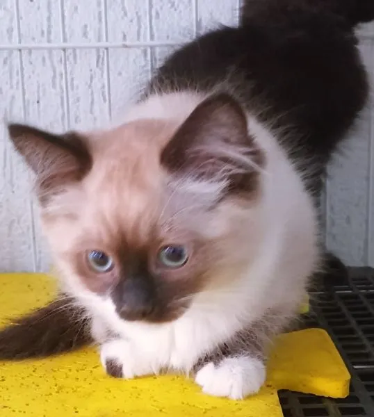 Gato raça SRD-ViraLata idade 2 a 6 meses nome KEYLA MIX