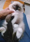 KEYLA MIX