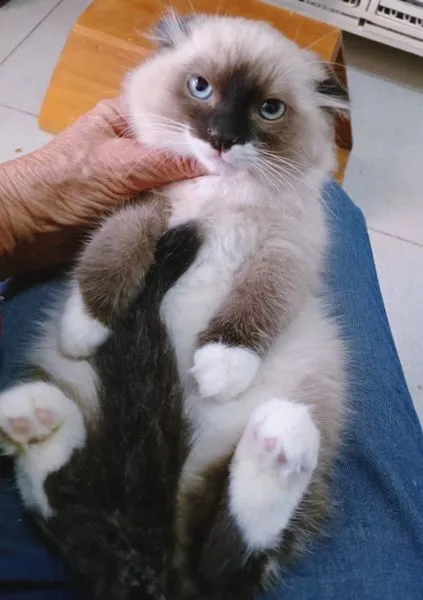 Gato raça SRD-ViraLata idade 2 a 6 meses nome KEYLA MIX
