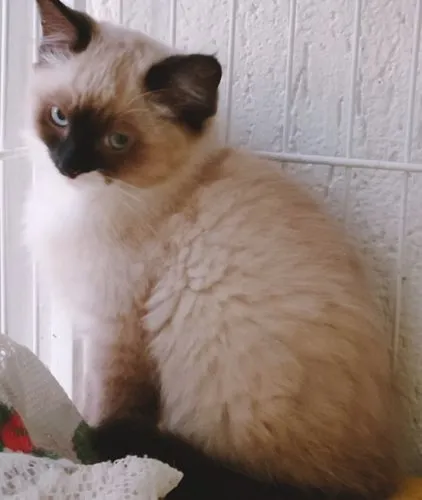 Gato raça SRD-ViraLata idade 2 a 6 meses nome KEYLA MIX