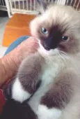 KEYLA MIX