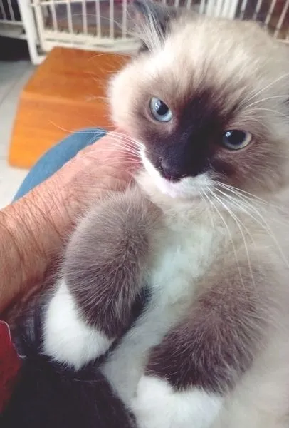 Gato raça SRD-ViraLata idade 2 a 6 meses nome KEYLA MIX
