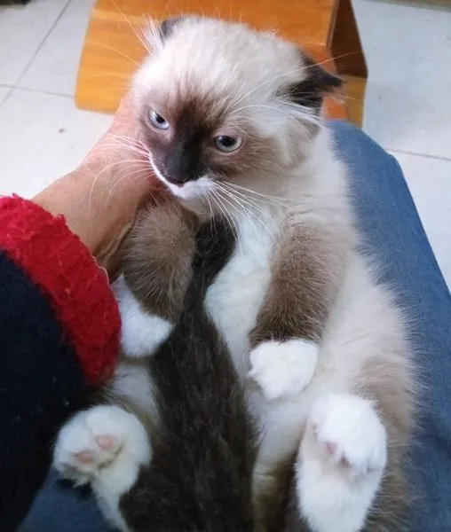Gato raça SRD-ViraLata idade 2 a 6 meses nome KEYLA MIX