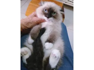 Gato raça SRD-ViraLata idade 2 a 6 meses nome KEYLA MIX