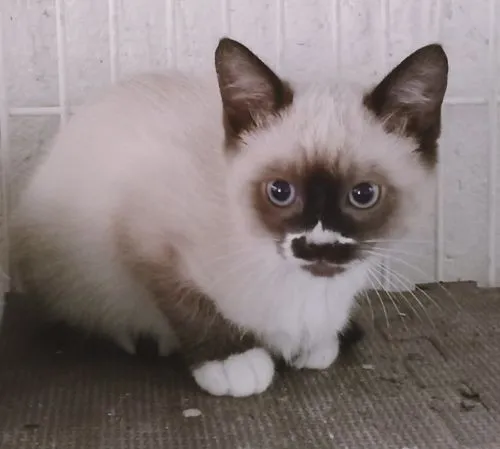 Gato raça SRD-ViraLata idade 2 a 6 meses nome ZILDA MIX