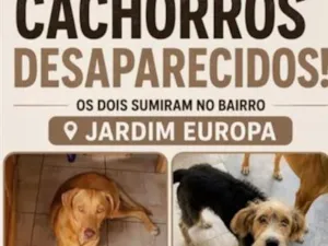 Cachorro raça SRD-ViraLata idade 3 anos nome Thor e Ted 