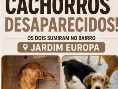 Cachorro raça SRD-ViraLata idade 3 anos nome Thor e Ted 