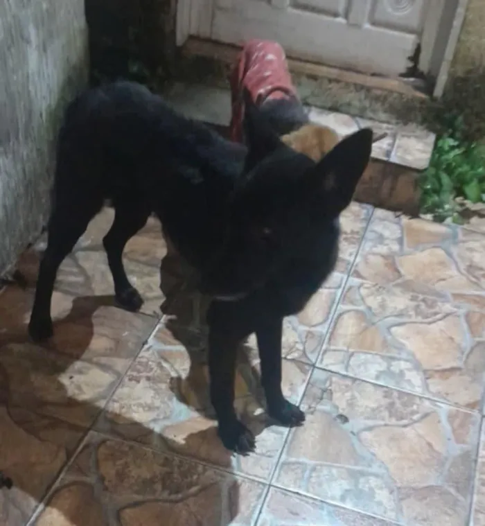 Cachorro raça Pastor Alemão idade 3 anos nome Pastor Belga preto 