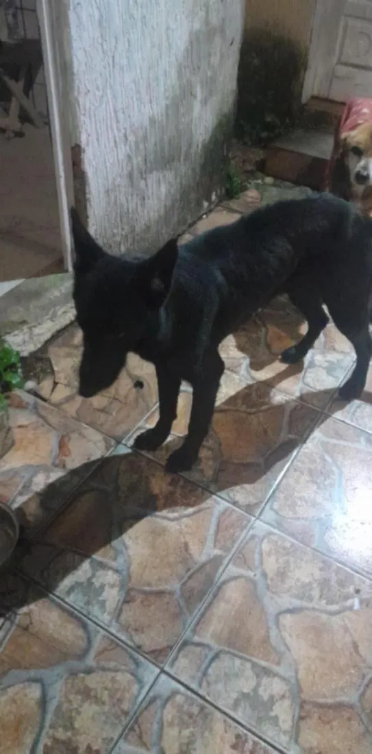 Cachorro raça Pastor Alemão idade 3 anos nome Pastor Belga preto 