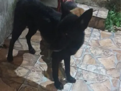 Cachorro raça Pastor Alemão idade 3 anos nome Pastor Belga preto 