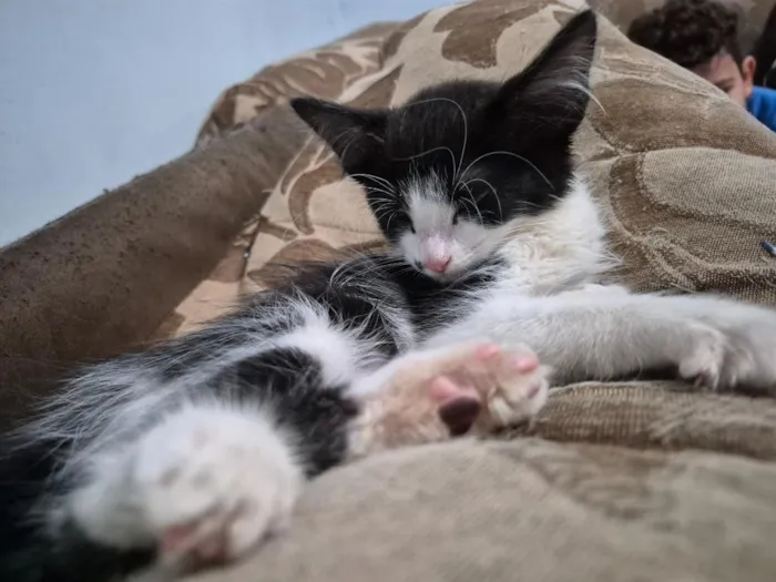 Gato raça SRD-ViraLata idade 2 a 6 meses nome Gatinha