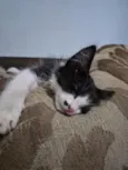 Gatinha
