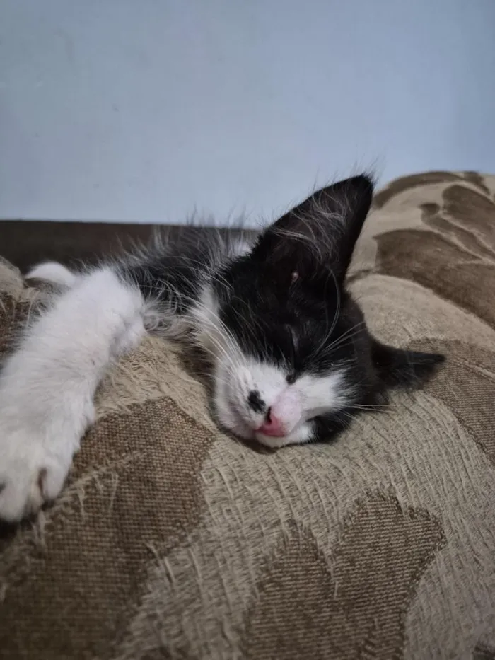 Gato raça SRD-ViraLata idade 2 a 6 meses nome Gatinha