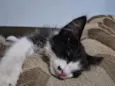 Gatinha