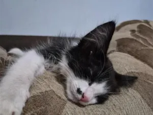 Gato raça SRD-ViraLata idade 2 a 6 meses nome Gatinha