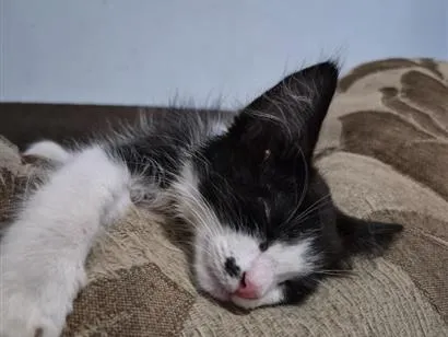 Gato raça SRD-ViraLata idade 2 a 6 meses nome Gatinha