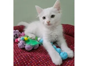 Gato raça SRD-ViraLata idade 2 a 6 meses nome Thor