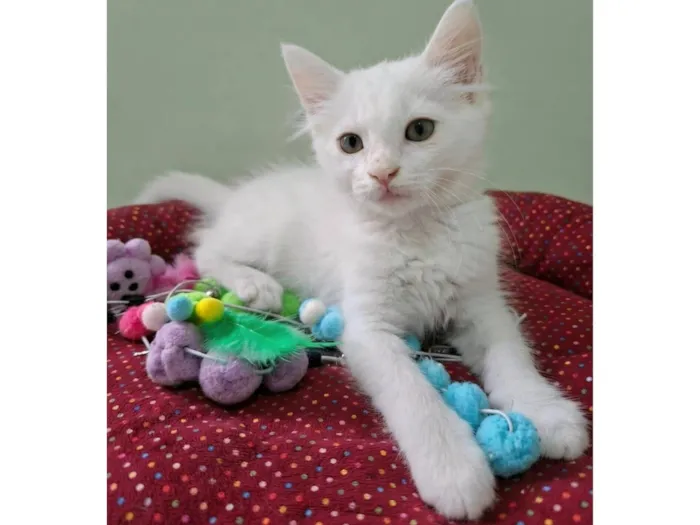 Gato raça SRD-ViraLata idade 2 a 6 meses nome Thor