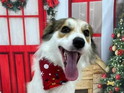 Cachorro raça SRD-ViraLata idade 1 ano nome Bob