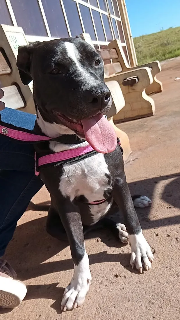 Cachorro raça Pit-Bull idade 7 a 11 meses nome Aurora
