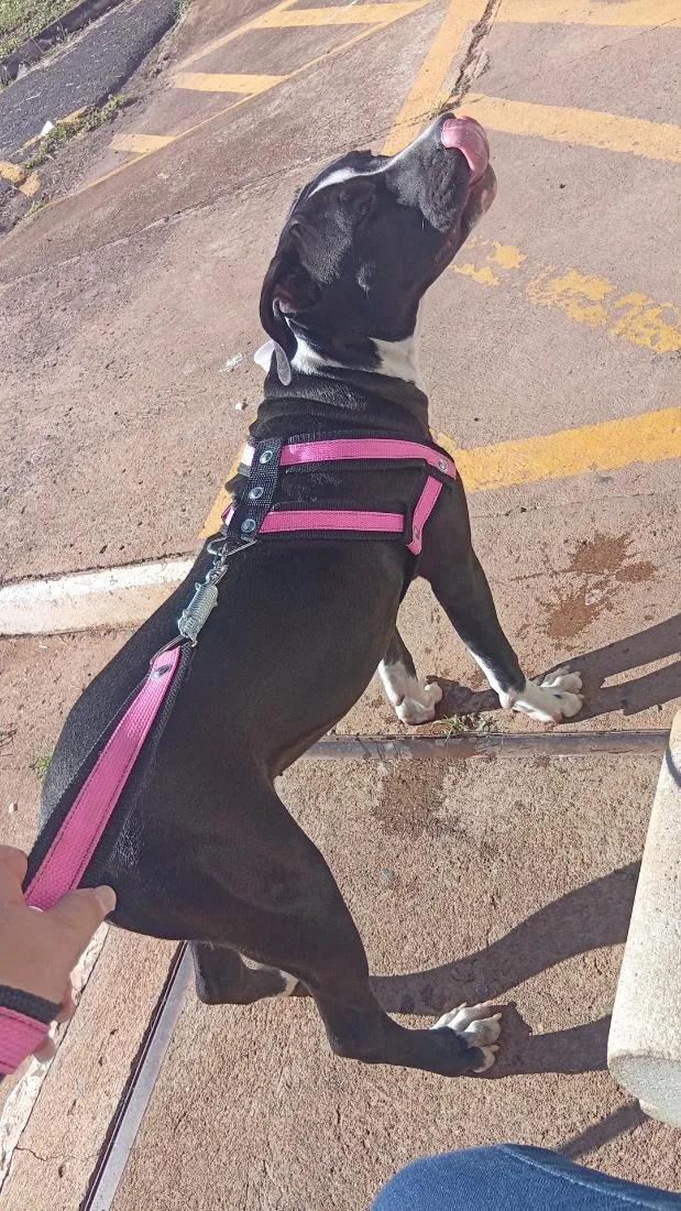 Cachorro raça Pit-Bull idade 7 a 11 meses nome Aurora