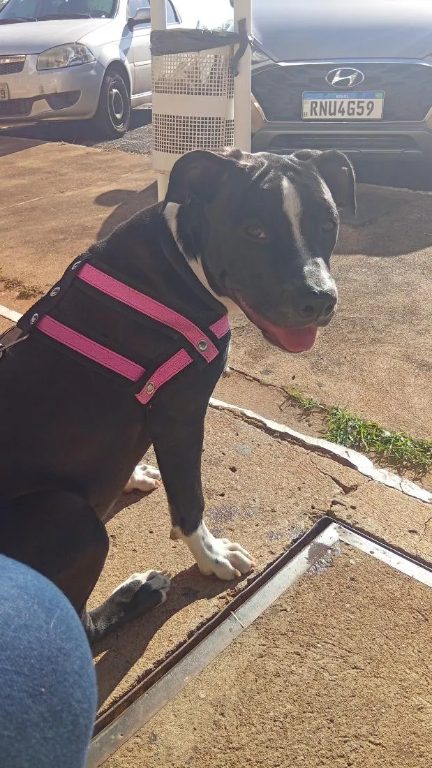 Cachorro raça Pit-Bull idade 7 a 11 meses nome Aurora