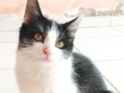 Gato raça SRD-ViraLata idade 2 a 6 meses nome Flufi