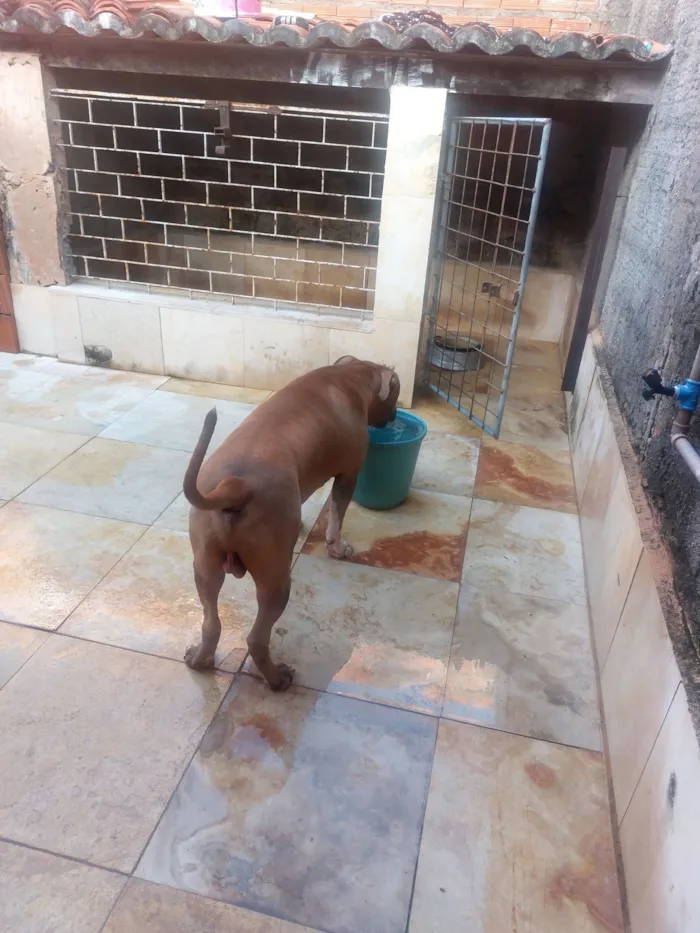 Cachorro raça Pit-Bull idade 2 anos nome Thor 