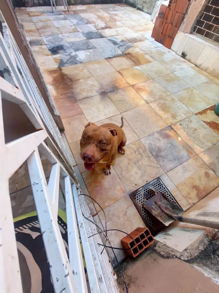 Cachorro raça Pit-Bull idade 2 anos nome Thor 
