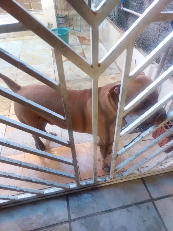 Cachorro raça Pit-Bull idade 2 anos nome Thor 