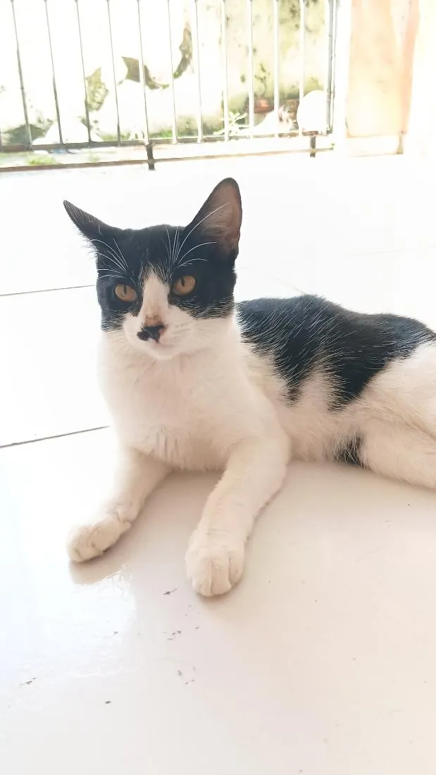 Gato raça SRD-ViraLata idade 2 a 6 meses nome Mimi