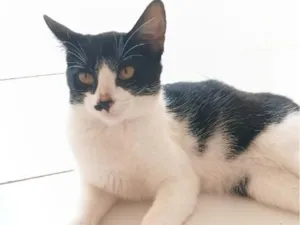 Gato raça SRD-ViraLata idade 2 a 6 meses nome Mimi